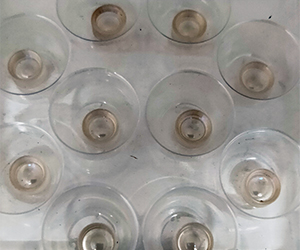 Input Lens for Chinese Expander